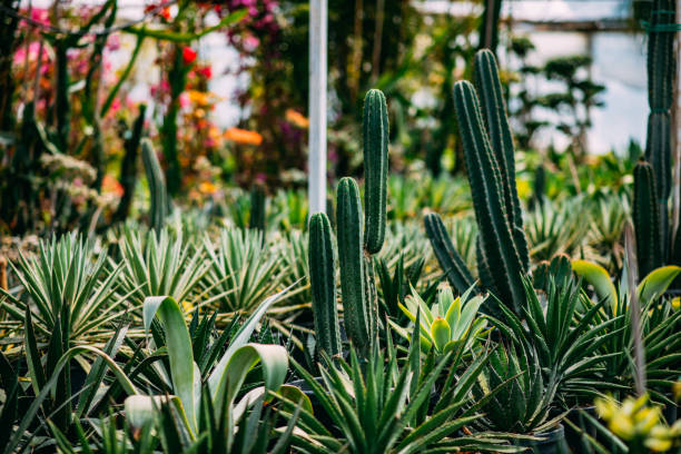 Plantation Plant Nursery