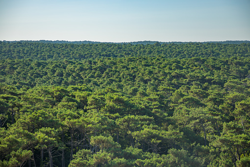 Bosque de landas con pinos vistos desde arriba photo