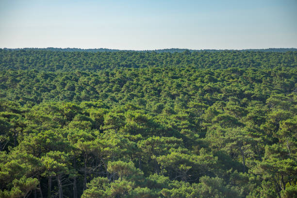 Landes forest with pine trees seen from above