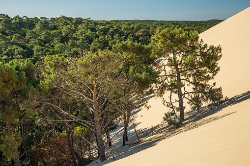 East side of the Dune du Pilat with a view of the sand from the dune slowly covering the Landes pine forest in La Teste de Buch, France