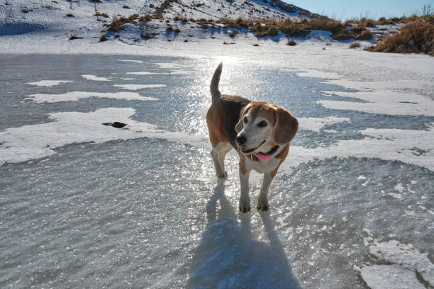 chien beagle marchant sur le lac gelé - snow dog walking running photos et images de collection