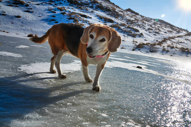 chien beagle marchant sur le lac gelé - snow dog walking running photos et images de collection