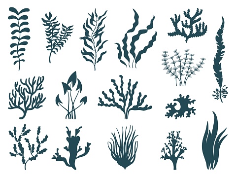 Sea plants silhouettes. Seaweed aquarium, reef seaweeds corals. Marine weeds or algae. Ocean nature decorative elements, isolated neat vector set. Illustration of aquarium underwater seaweed