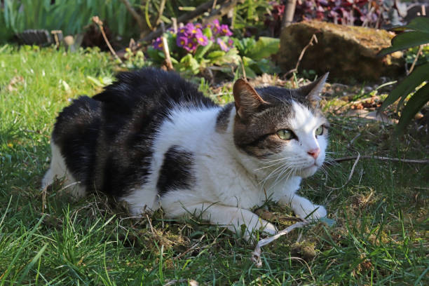 istock Chat domestique - Domestic cat (Felis silvestris catus). 1391563700