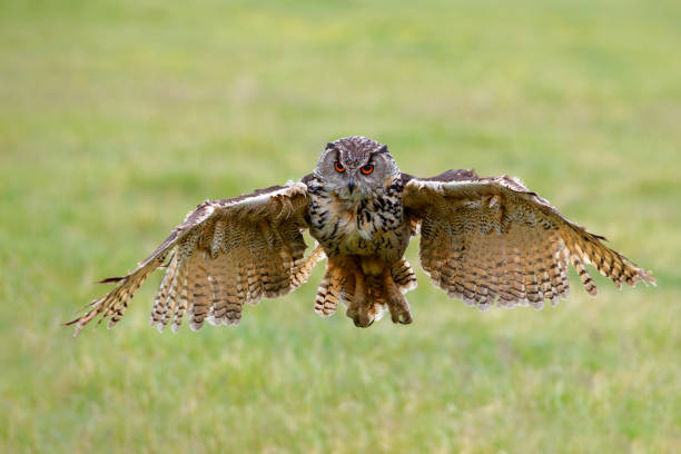 istock European Eagle Owl in the Netherlands. 1391563737
