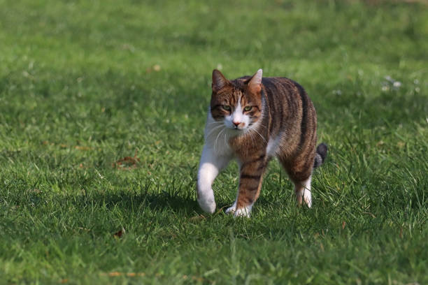 istock Chat domestique - Domestic cat (Felis silvestris catus). 1391563805