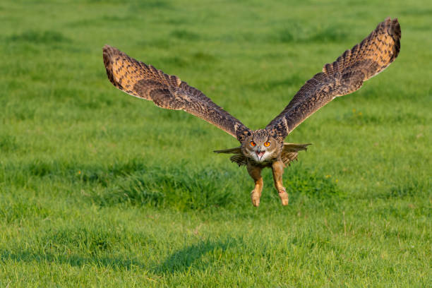 istock European Eagle Owl in the Netherlands. 1391563817