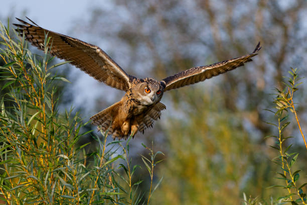 istock European Eagle Owl in the Netherlands. 1391563818