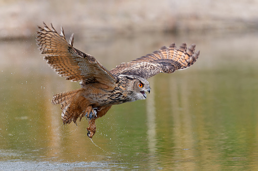 European Eagle Owl (Bubo bubo) flying over a small lake  in Gelderland in the Netherlands.