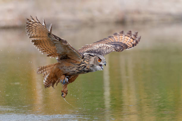European Eagle Owl in the Netherlands. European Eagle Owl (Bubo bubo) flying over a small lake  in Gelderland in the Netherlands. eurasian eagle owl stock pictures, royalty-free photos & images