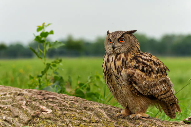 European Eagle Owl in the Netherlands. European Eagle Owl (Bubo bubo) in the meadows in Gelderland in the Netherlands. eurasian eagle owl stock pictures, royalty-free photos & images