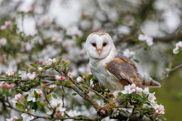 istock Barn owl  in an orchard 1391564375