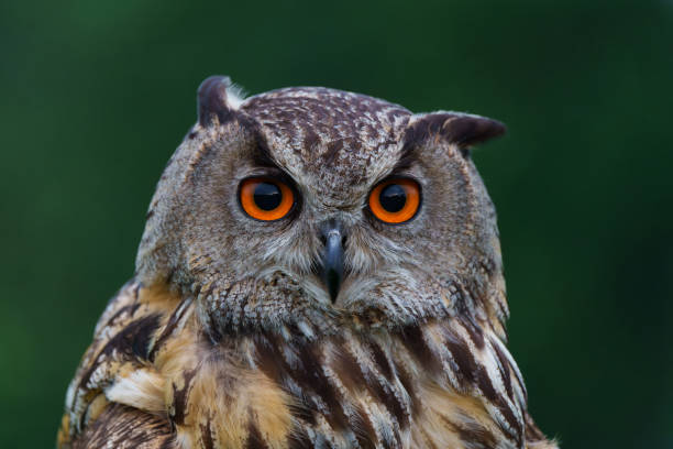 istock European Eagle Owl in the Netherlands. 1391564377