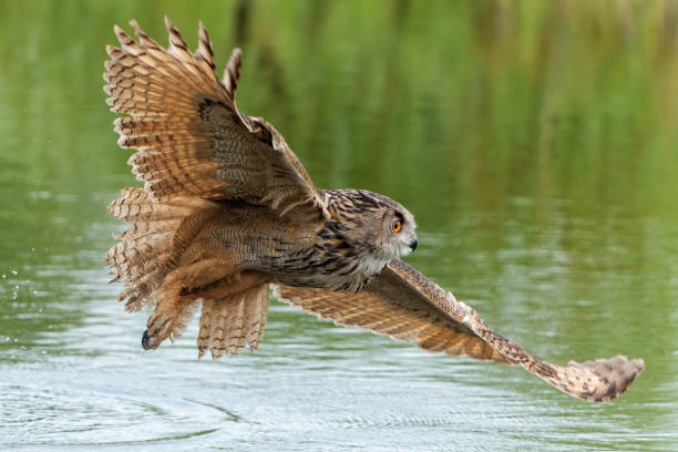 istock European Eagle Owl in the Netherlands. 1391564406