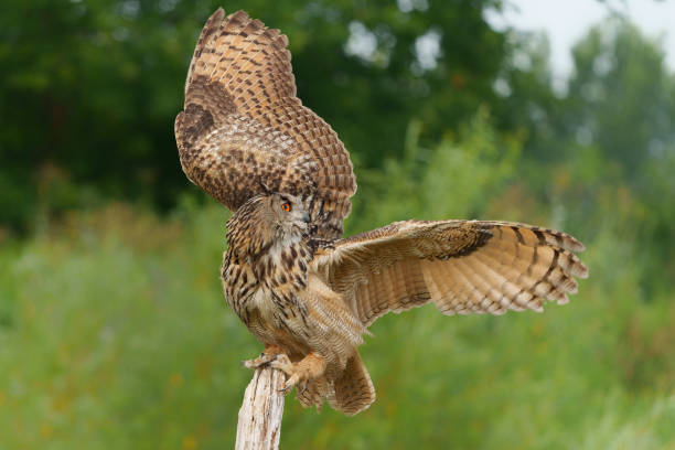 istock European Eagle Owl in the Netherlands. 1391564408