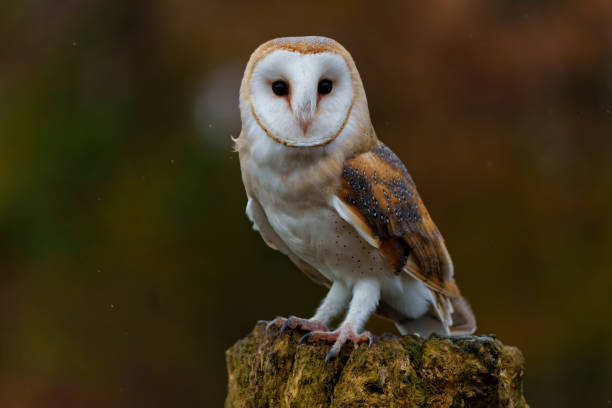 木に座っているメンフクロウ - barn owl ストックフォトと画像