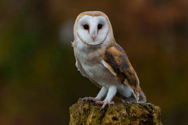 Photo of Barn Owl sitting in a tree