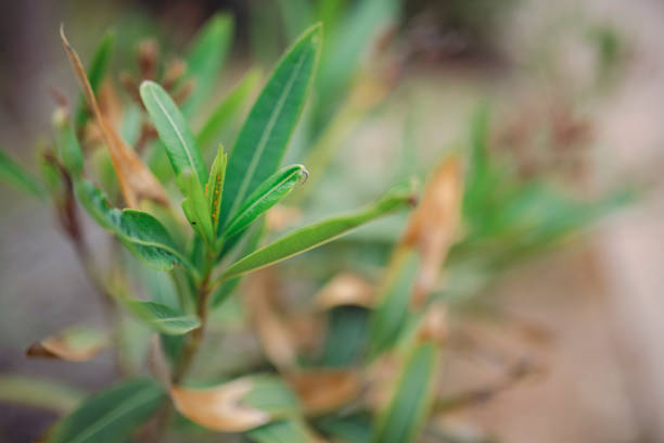 Close-up of oleander. stock photo