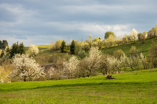 Apple trees in the apple orchard with some wooden cases and a tractor trailer