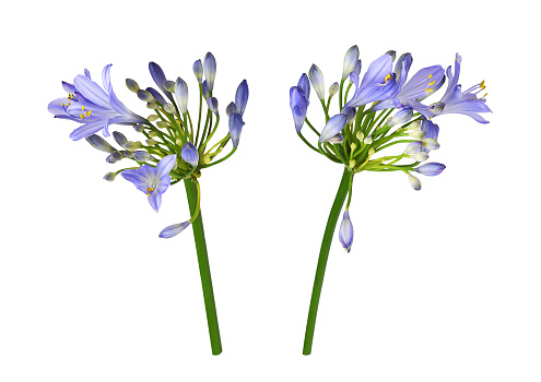 Set of blue agapanthus flowers and buds isolated on white