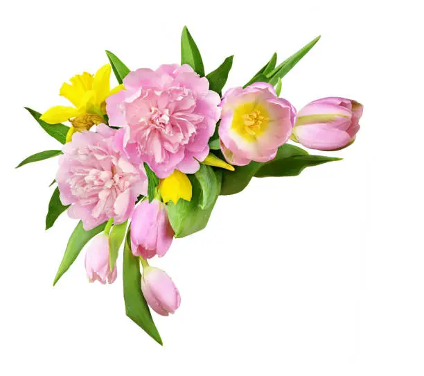 Photo of Pink peonies and tulip flowers in a corner floral arrangement isolated on white