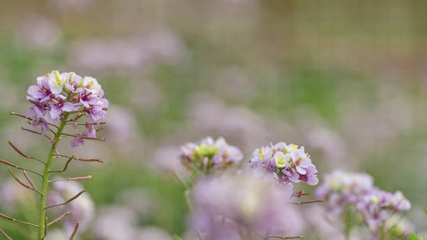 Diplotaxis Anthaxia 70+ Diplotaxis Photos Stock Photos, Pictures & Royalty-Free Images - iStock