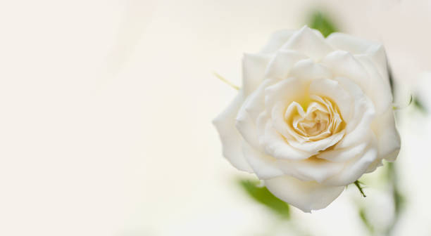 istock natural floral background yellow rose closeup macro 1391566922