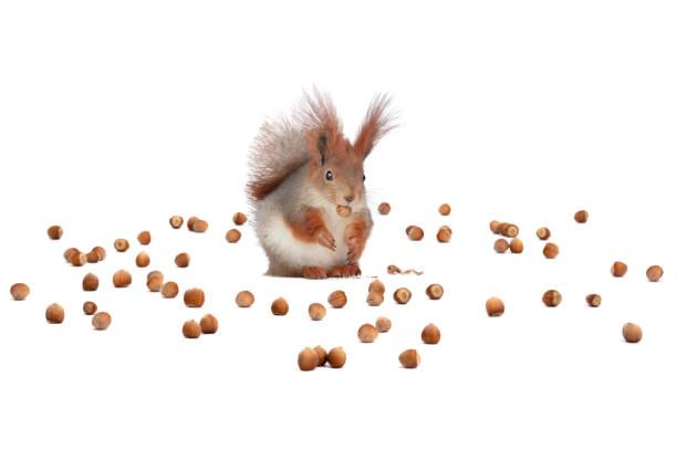 istock squirrel sits on a background of scattered nuts isolated on a white background 1391567427