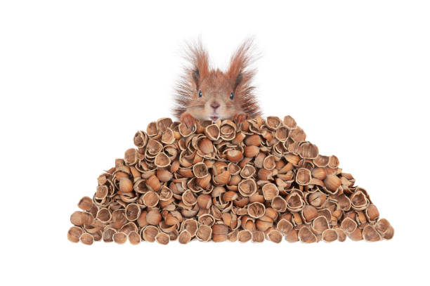 흰색 배경에 고립 된 다람쥐와 너트 껍질 - nutshell 뉴스 사진 이미지