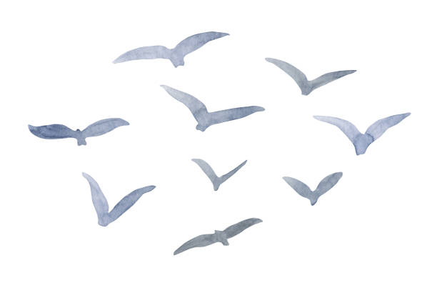 새들의 수채화 무리 삽화. 하얀 배경에 고립 된 추상적 인 비행 갈매기 실루엣을 손으로 그렸습니다. 카드, 인쇄, 풍경 일러스트레이션을위한 간단한 디자인. - 물새 stock illustrations