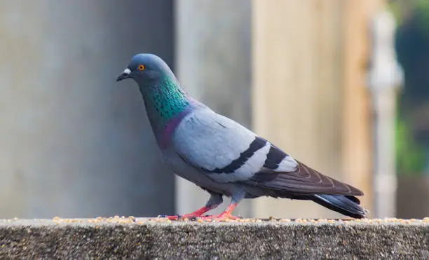 Photo of rock pigeon or rock dove sitting on wall of a building in urban locality.