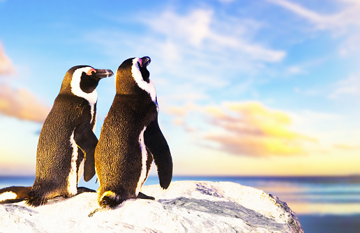 Pair of penguins touching flippers and looking out over the sea with a beautiful sunset sky behind them.