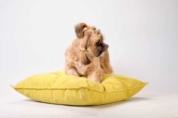 istock Shih tzu is lying on a pillow after a haircut 1391570774