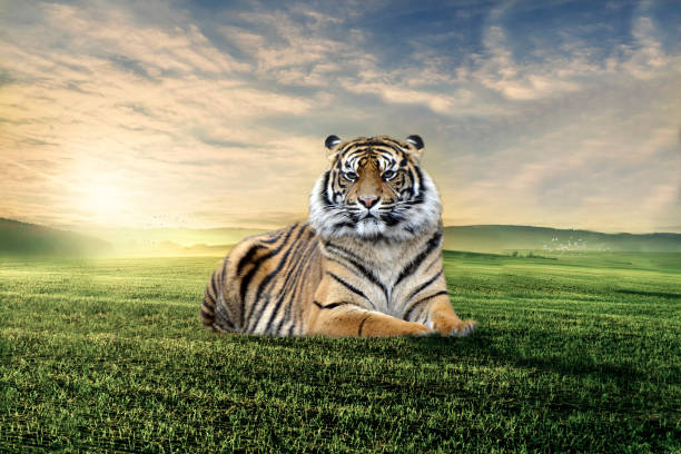 istock Amazing tiger lying in a clearing in the grass at sunset . 1391571969