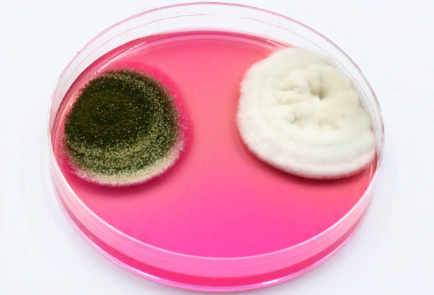 mikrobiologische kulturplatte, auf der zwei pilze gewachsen sind - mykologie stock-fotos und bilder