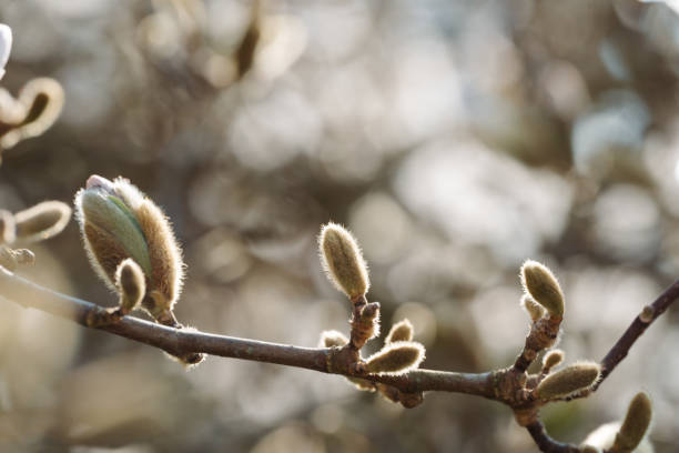 istock Magnolia stellata star buds closeup 1391573407