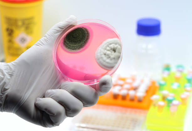 researcher or doctor hand holding a plate with a fungal culture - petri dish agar jelly laboratory glassware bacterium imagens e fotografias de stock