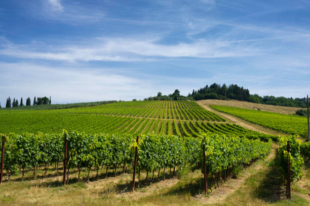 Vineyards of Chianti at summer stock photo