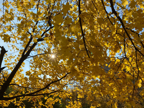 istock yellow maple leafs on tree at dry sunny autumn day 1391575584