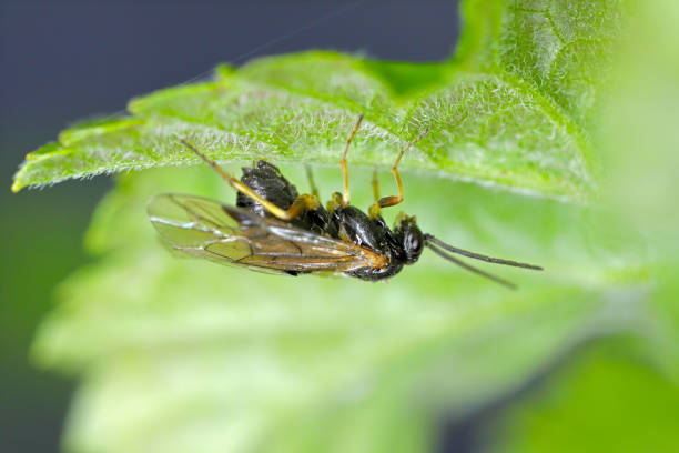 aquilegia sawfly llamada también columbine sawfly pristiphora rufipes. plaga común de grosellas y grosellas en jardines y plantaciones cultivadas. una hembra poniendo huevos. - gooseberry fruit bush green fotografías e imágenes de stock