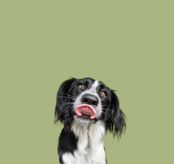 portret uroczego szczeniaka liżącego usta patrząc na aparat. izolowane na zielonym tle - dog eating puppy food zdjęcia i obrazy z banku zdjęć