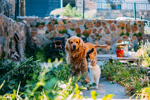 Best Friends Dog and Cat in the Garden