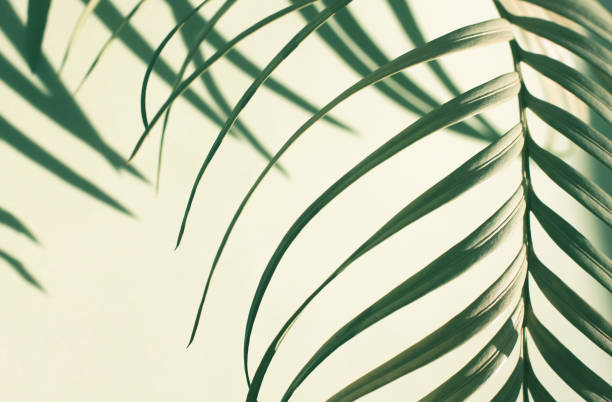 istock Closeup tropical palm tree branch soft abstract background. 1391580249
