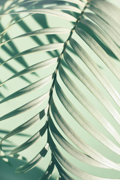 istock Closep natural palm tree leaf with shadows on wall, beautiful tropical pattern soft abstract background 1391580259