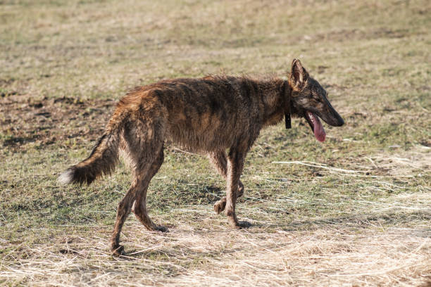 istock A wild hyena-colored dog stands in a field in spring. Sunset 1391581057