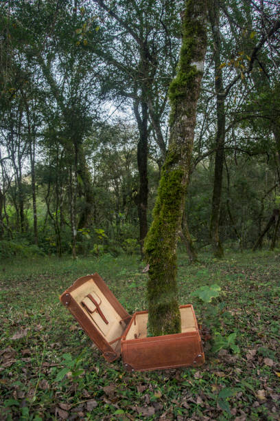 istock tree that seems to be born from a suitcase 1391582317