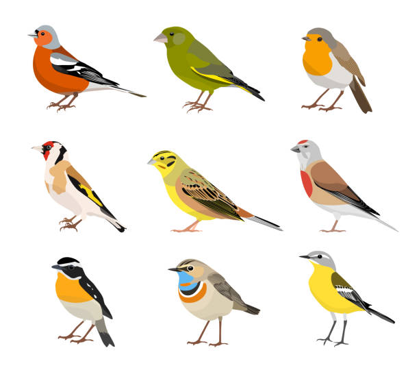 Set of songbirds isolated on white background. Vector illustration Set of songbirds isolated on white background. Chaffinch, bluethroat, robin, whinchat, goldfinch, greenfinch, yellow wagtail, linnet, yellowhammer. Vector illustration finch stock illustrations