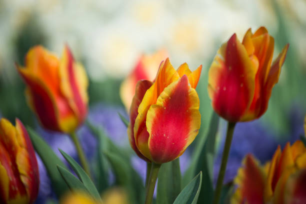 istock colorful Tulips in a public garden 1391584617