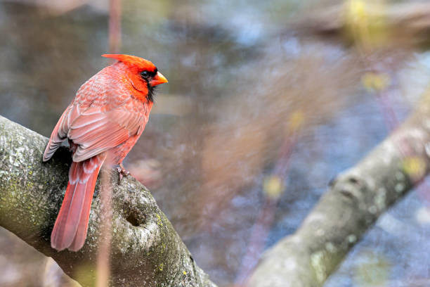 Male Cardinal in Bush Early Spring Perches on Sturdy Branch A male cardinal perches on a sturdy branch at the edge of a pond in New York City. hiding place stock pictures, royalty-free photos & images
