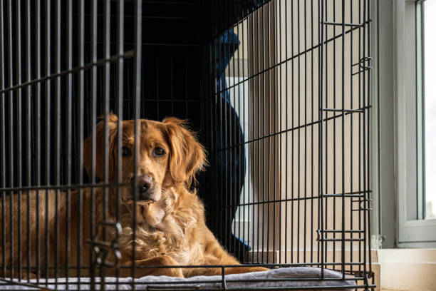 kobieta golden retriever leży w otwartej skrzyni na szarym kocu patrzy na kamerę - white bud zdjęcia i obrazy z banku zdjęć